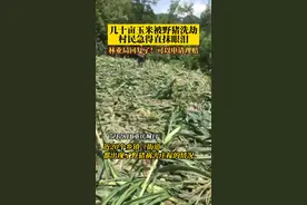 7月28日，重庆城口，#野猪毁坏庄稼可以申请理赔了 大家记得拍照取证！#重庆dou知道    视频封面