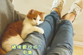 你的猫咪爱你吗？？这份爱可能真的很重哦~~#喵星人的vlog #猫咪