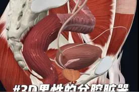 3D男性盆腔脏器及其功能视频封面