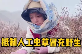 真正扼住高原咽喉的，不是生态红线，而是那些吞噬真善美的逐利者 #抵制人工虫草冒充野生虫草  #藏族姑娘 #那曲拉姆视频封面