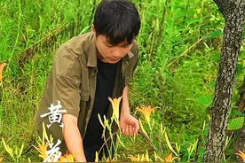 地里的黄花菜开了好几茬，摘些回来晒干，既好吃又方便保存， 炒菜炖肉是放上一把，美味又下饭#黄花菜 #农村美食#记录我的农村生活  #新农人计划2024 #乡村生活家