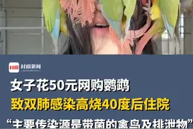 女子花50元网购鹦鹉 ，致双肺感染高烧40度后住院，惠州疾控：“主要传染源是带菌的禽鸟及排泄物”。视频封面