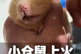 2月9日采访 福建。小仓鼠上火眼睛睁不开 主人滴的眼药水比仓鼠眼睛还大 鼠鼠：哪是我滴眼药水 是眼药水滴我。@你真好看
