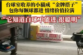 这就是招财猫吗？台球室收养的小猫成“金牌搭子”，包你每颗球都进，情绪价值拉满！台球室老板：它知道白球不能进，很聪明。#台球搭子 #猫猫也要工作了 #狸花猫