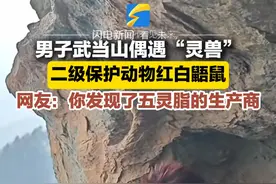 男子武当山偶遇“灵兽” 二级保护动物红白鼯鼠 网友：你发现了五灵脂的生产商#神奇动物在抖音 #动物萌时刻 #萌化了