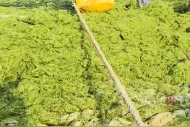 纵览热点｜山东日照海边出现浒苔堆积，文旅局：属正常自然现象，已组织清理（记者朱荣琛 郭明明 制作/张恩博）