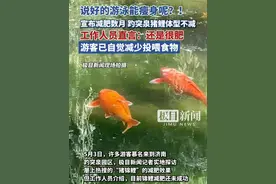 说好的游泳能瘦身呢？！宣布减肥数月，济南趵突泉猪鲤体型不减。工作人员直言：还是很肥（原创内容）视频封面