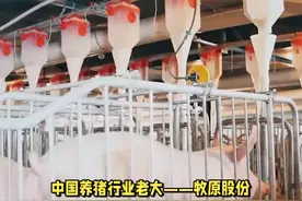 河南“猪王”千亿负债，猪肉价格暴跌，政府不得不接盘视频封面