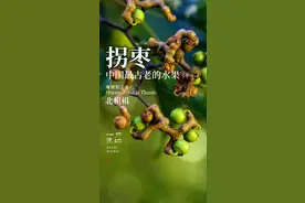 拐枣，可能是中国最古老的水果，北枳椇#一日一植物 