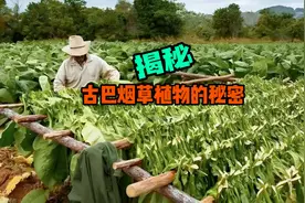 揭秘藏在古巴雪茄烟叶里的秘密 全是知识点视频封面