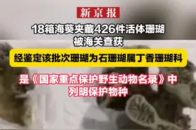 18箱海葵夹藏426件活体珊瑚被海关查获，经鉴定该批次珊瑚为石珊瑚属丁香珊瑚科，是《国家重点保护野生动物名录》中列明保护物种