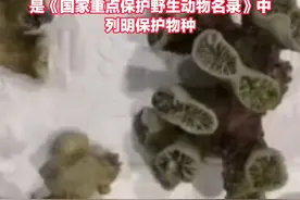 18箱海葵夹藏426件活体珊瑚被海关查获，经鉴定该批次珊瑚为石珊瑚属丁香珊瑚科，是《国家重点保护野生动物名录》中列明保护物种