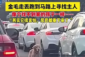金毛走丢跑到马路上寻找主人，像个找不到家的孩子一样……网友：“其实它很害怕，尾巴都垂下来了。”（编辑：李梦涵）#狗狗  #爱护动物视频封面