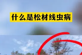 什么是松材线虫病？#病虫害防治 #松材线虫病 #知识科普#永福 