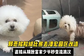 邪恶摇粒绒比熊去潘宏园区改造，直接从精致富家少爷秒变流浪汉！视频封面