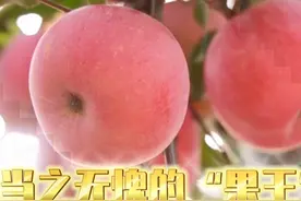 河北净菜四季鲜：鹿泉苹果 山坳里的金奖苹果视频封面