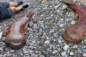 四川大渡河现近60斤野生娃娃鱼，体长接近1.5米，目前已放生视频封面