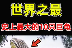 全世界最大的10只巨龟！第一名重量3200斤，把鳄鱼当食物吃 #世界之最 #世界十大 #排行榜 #冷知识视频封面