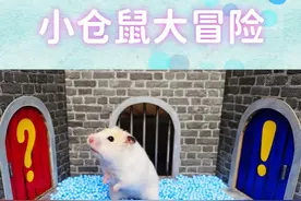 小仓鼠大冒险：勇敢鼠鼠勇闯地下密室，上演惊天逆转！ #仓鼠视频封面
