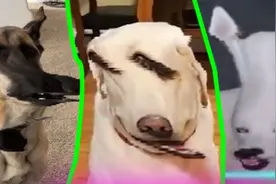 爆笑解说：狗子蓝线挑战失误，你能忍住不笑吗？ #爆笑 #解说