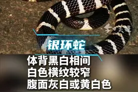 每年5至8月，是蛇类活动高峰期。据统计，广东共有蛇类6科50属93种，其中毒蛇有33种，最为常见的有竹叶青、银环蛇、眼镜蛇、眼镜王蛇、五步蛇、蝮蛇等。万一被毒蛇咬伤，最有效的处理措施是尽快到医院进行规范化的治疗。