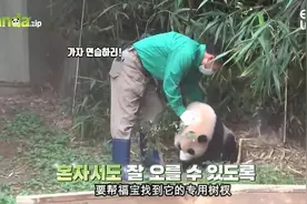 韩国饲养员爷爷和中国大熊猫的故事：15、福宝的日常生活花絮视频封面