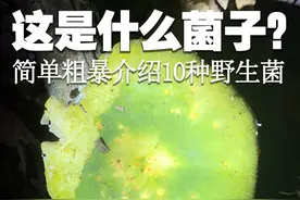 简单粗暴介绍10种野生菌 简单粗暴介绍10种野生菌#萌知计划 #科普 #野生菌 #毒蘑菇 #采蘑菇视频封面