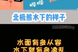 #北极熊 水上水下差别有多大#动物的迷惑行为 视频封面