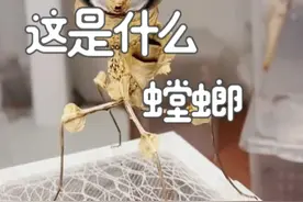 跟着悟空认识17种螳螂 #神奇动物在抖音 #观察昆虫 #奇趣自然 #螳螂