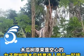 木瓜树原来是空心的!女子爬树摘木瓜结果连人带瓜一起摔。视频封面