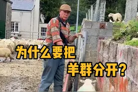 为什么要把羊群分开？ #科普  #解压  #放羊  #极度舒适 #青少年课外知识讲堂