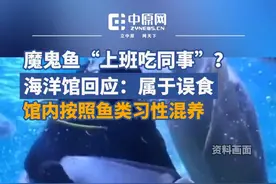 魔鬼鱼“上班吃同事”？海洋馆回应：魔鬼鱼争抢饲料的瞬间，小黄鱼游到了魔鬼鱼的下方，就被魔鬼鱼一并吸进了嘴里，属于误食。视频封面