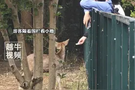 11月14日（报道），上海交大“三只小鹿”走红，数百人围观后鹿苑临时关闭，养鹿人：鹿累坏了、草也秃了，希望游客能与小鹿保持一定的距离，不要自行喂食、追逐打闹#鹿 #高校 #热点新闻事件视频封面