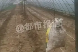 河南小伙（@神农小馆 ）神操作!土麻袋变“防风神器”大棚稳如泰山“这里面都是土 得用钢丝吊着”#三农 #农业大棚 #抖音助农 #现场实拍 #种植小技巧视频封面