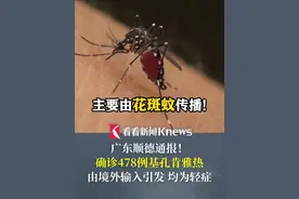主要由花斑蚊传播！广东顺德通报！累计确诊478例基孔肯雅热 由境外输入引发 均为轻症 #基孔肯雅热#花斑蚊#顺德#病毒#蚊子