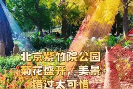 北京紫竹院公园菊花盛开，美景错过太可惜 #北京紫竹院 #菊花展视频封面