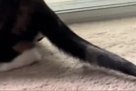 教科书式的炸毛 #猫咪 cr@宠萌大师视频封面