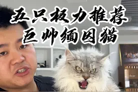 这么帅气的缅因猫 谁不想拥有一只呢！#壮实说猫 #缅因猫 #浅银缅因