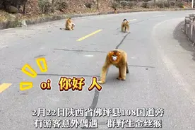 2月22日，在陕西省佛坪县108国道旁，有游客意外偶遇一群野生金丝猴。这些珍稀的金丝猴在林间自由活动，萌态十足，毛发金黄闪亮，引得路人纷纷驻足观赏。
记者杜鹏
#陕西dou知道 #金丝猴视频封面