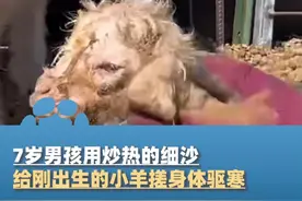 3月10日（采访），内蒙古，7岁男孩用炒热的细沙，给刚出生的小羊搓身体驱寒，妈妈：他3岁就开始帮我干活视频封面