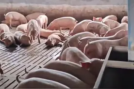 广西市场监管局发布典型案例：“病死猪”被处理后卖出 #食品安全视频封面