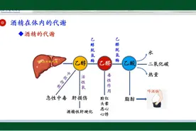 #酒精在体内的代谢#物质代谢 #知识科普 #每天学习一点点