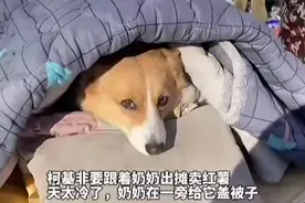 柯基每天跟着奶奶出摊，奶奶怕它感冒还给盖被子。
#萌宠 #奶奶 #柯基   @DOU+上热门 @DOU+小助手 @抖音短视频视频封面
