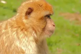 属猴的人桃花运来了，你准备好了吗 属猴的人桃花运来了视频封面