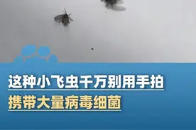 4月15日（报道）河南郑州，卫生间见到这种小飞虫千万别用手拍！全身布满密毛 携带大量病毒细菌，曾有人因拍死蛾蚋致眼球摘除（都市报道）#河南dou知道