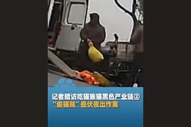 记者暗访吃猫贩猫黑色产业链②：“偷猫贼”昼伏夜出，晚上骑车偷猫，早上将猫转移到面包车上，粗略计算大概有近100只猫被抓视频封面