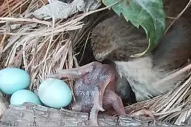 杜鹃鸟把第3颗蓝色鸟蛋推出来了，我把它们都救助回鸟窝里视频封面
