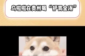 乌啦啦在贵州喝的 “护胃金汤” 啥来头？山歌藏头梗你能听懂吗？#山歌  #乌啦啦