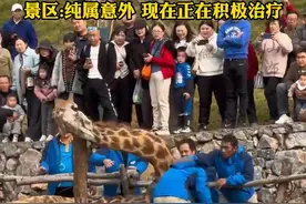 景区开业第一天 长颈鹿意外摔倒无法起身 工作人员合力托住脖子救援 景区:纯属意外 现在正在积极治疗@DOU+小助手 #长颈鹿 #摔倒 #意外 #危险瞬间 #你怎么看视频封面