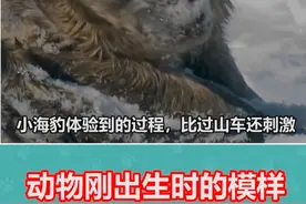 动物刚出生的样子，你见过吗 #神奇动物在抖音 #动物世界 #冷知识
